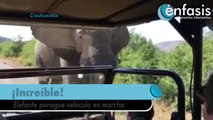 Elefante persigue vehículo donde viaja Arnold Schwarzenegger en Sudáfrica