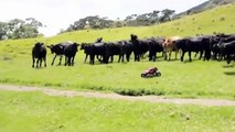 Herding Cattle with a remote-controlled HiTech Sheep  Dawg