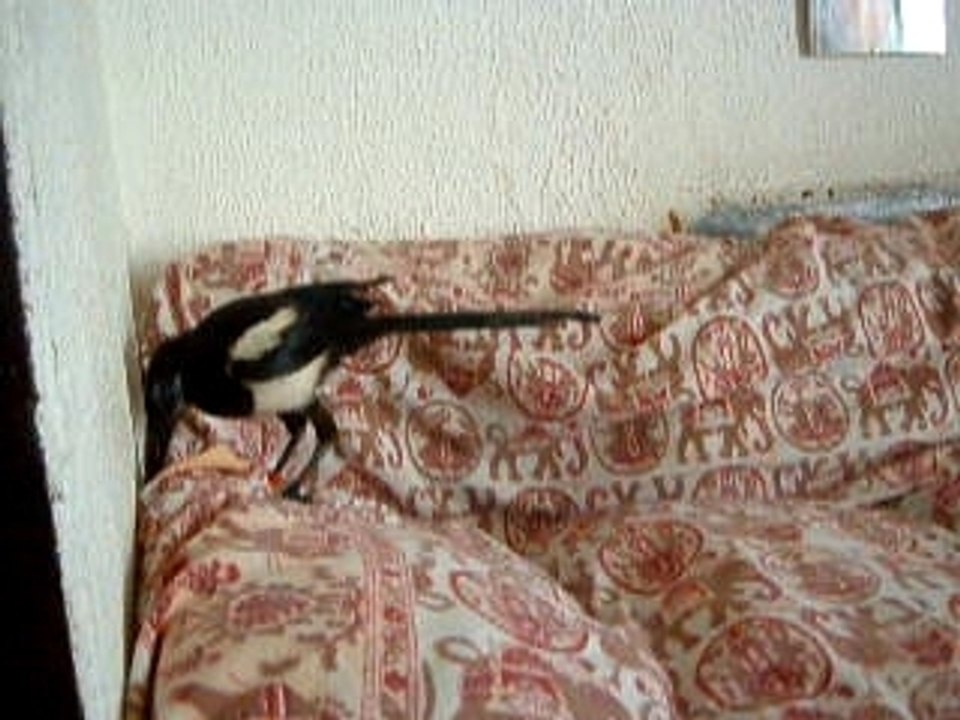 Lola prend et cache