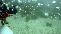 Giant Sea Bass & Blacksmith Stampede - Two Harbors Catalina Dive