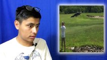 Giant Gator Walks Across Florida Golf Course Reaction