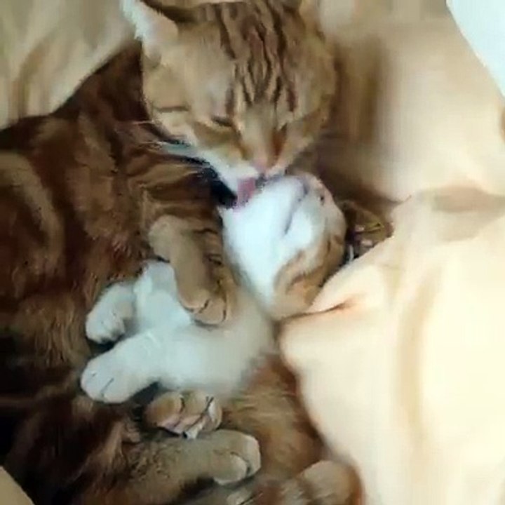 Funny & Cute Pets