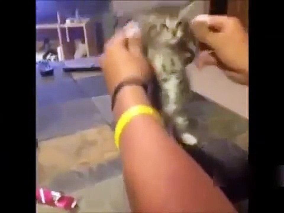 TOP Funny Cat and Dog Dancing and Singing Animais cantando e dançando