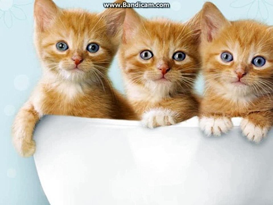 Hide n Seek! Ding Dong[] Roblox Music Video