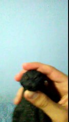 Godzilla jr sing