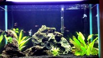My 29 Gallon Freshwater Planted Aquarium update #1