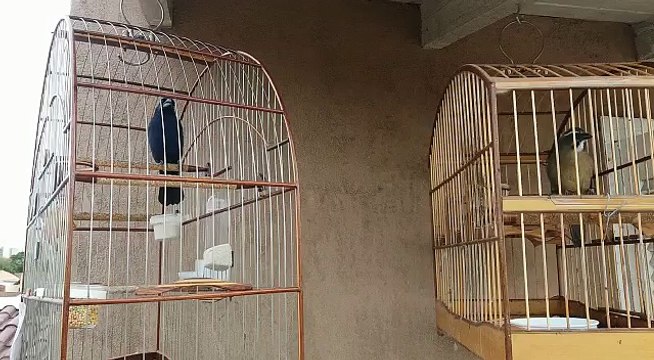 Azulão e trinca de canto louco