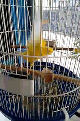 Belga cortador de cuticula