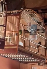 Cardeal do nordeste e azulão