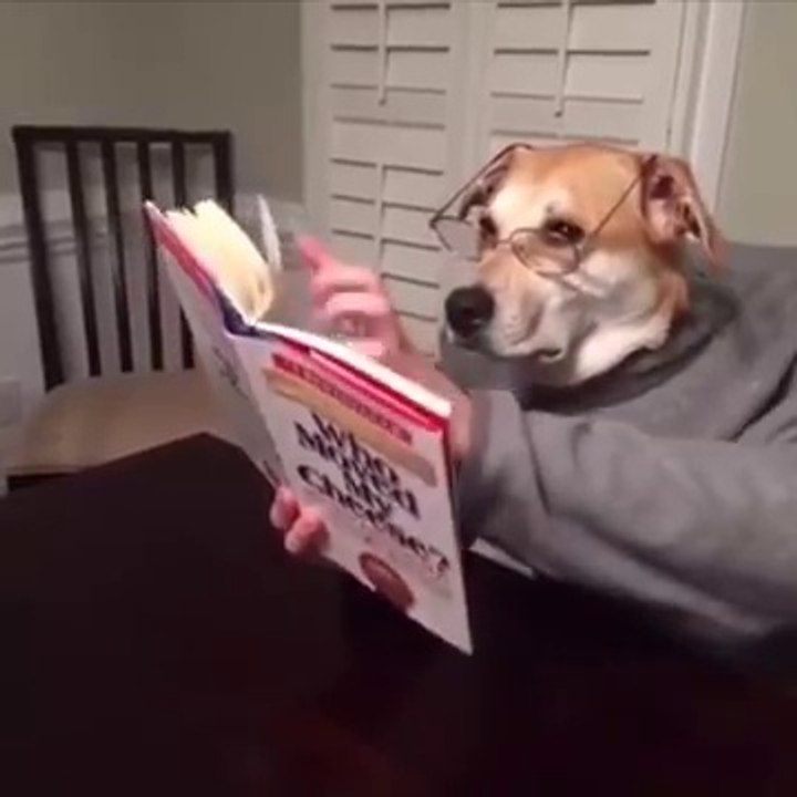 This is a dog man