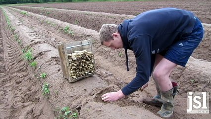 Recolte des asperges à Sassenay
