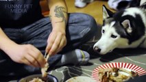 Funny Dogs Begging for Food [Funny Pet Media]