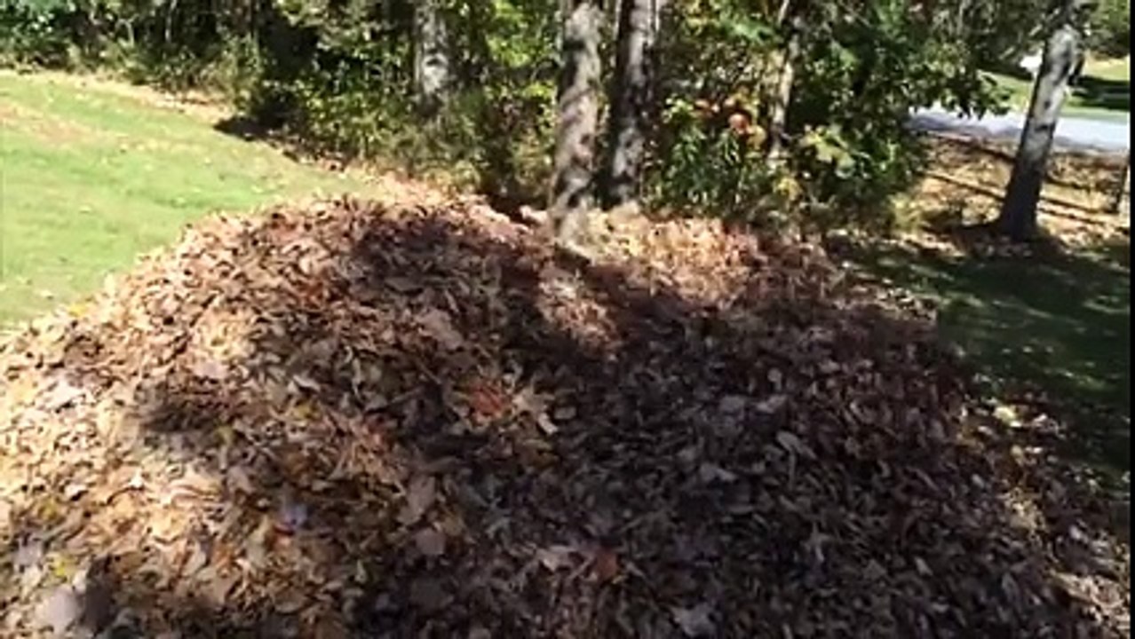 Une vie de chien - Dans la peau d'un labrador