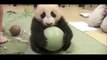 Ce bébé Panda ne lache pas son jouet... Trop mignon