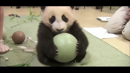 下载视频: Ce bébé Panda ne lache pas son jouet... Trop mignon