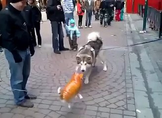 Un chien rencontre un chien gonflable