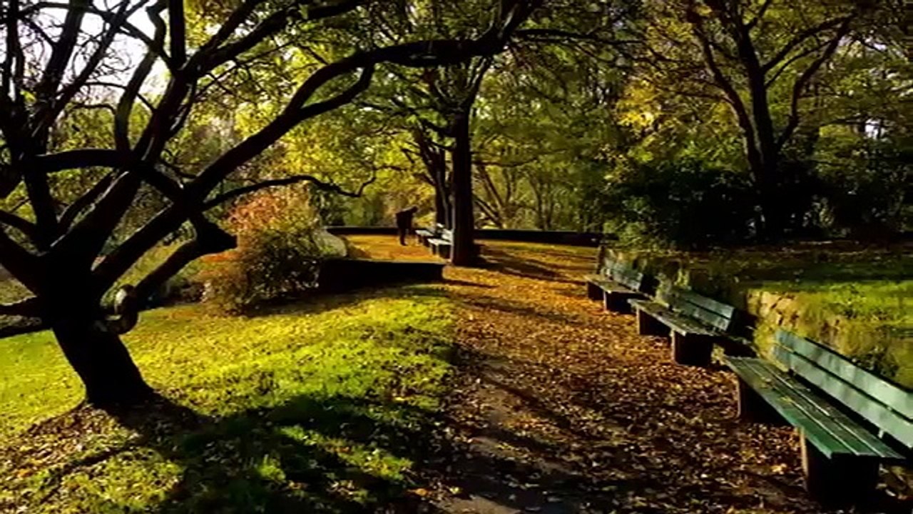 Johann Strauss II   The Blue Danube   Classical Music Best Songs