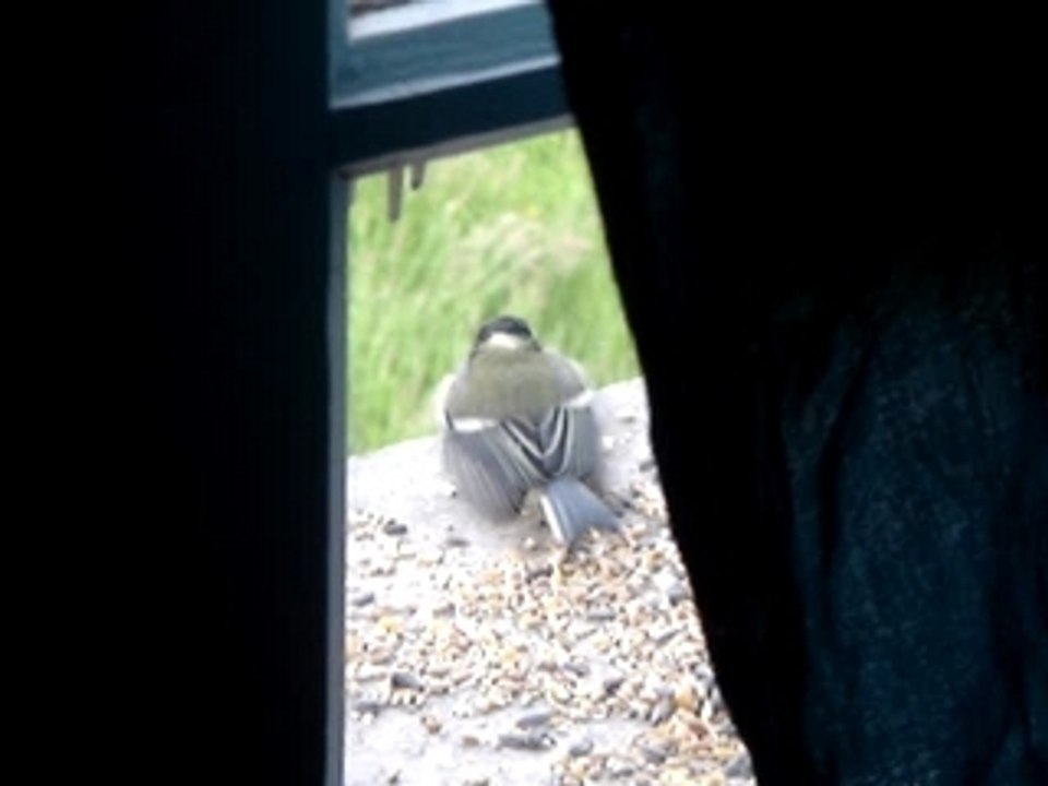 APPEL OISEAU