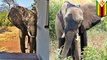 Elephant finds help from people after being shot, hurt by poacher’s bullet in Zimbabwe - TomoNews
