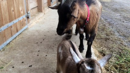 Mes biquets le retOur, 3 juin 16