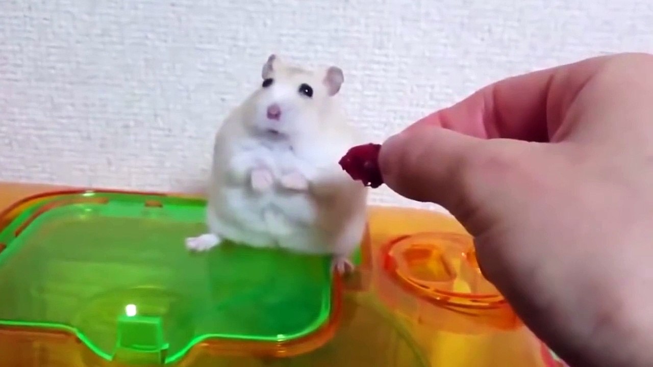 Rahatsız Hamster / Offended hamster