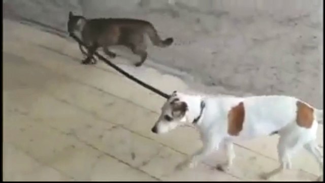 Кот-поводырь. Смешные приколы собаки кошки
