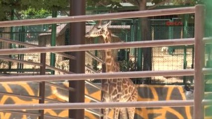 Gaziantep Zürafa 'Şakir' Eşi 'Selvi' ile İlk Kez Buluştu