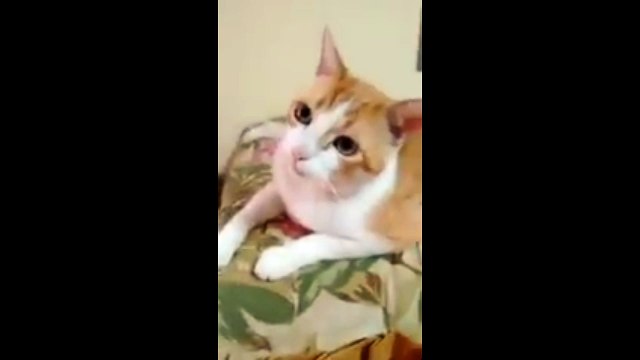 Кот-подпевала. Смешные приколы кошки