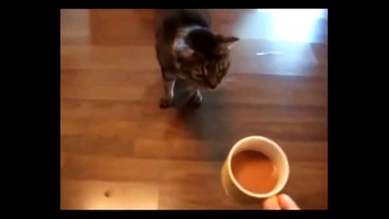 Коты и кофе. Смешные приколы кошки