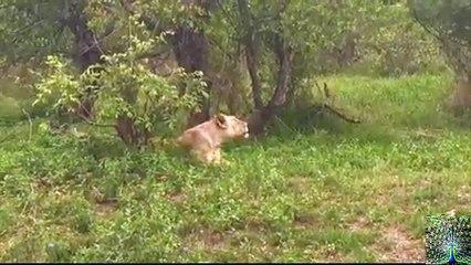 Lioness Reunites With Her Pride After Being Separated For Days - Video Youtube
