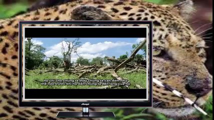 Cannibal tribes horror - video special - Ghê rợn Bộ tộc ăn thịt người