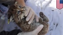 These adorable bobcat kittens were found cozying up in their den thanks to GPS tracking