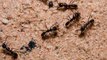Truque eficaz para se livrar das formigas sem usar pesticidas