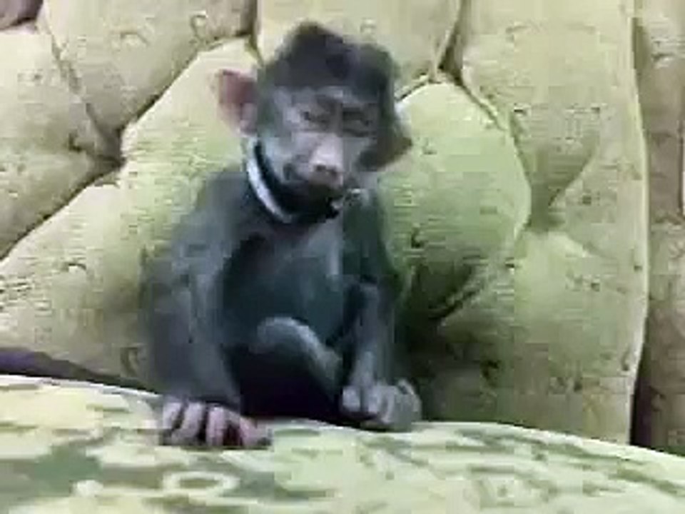 funny laugh