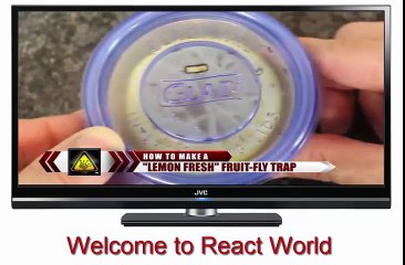 How To Make a Lemon Fresh Fruit Fly Trap