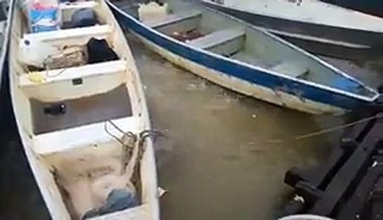 Voici ce qui se passe quand on nourrit des piranhas - Dailymotion
