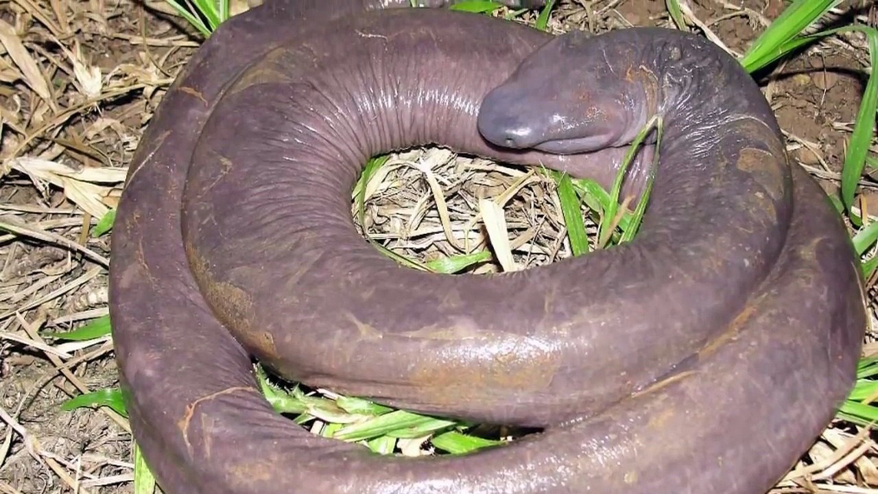 Les 10 animaux les plus ÉTRANGES