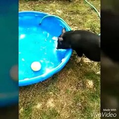 Minipig Moto goes for a swim in her new pool