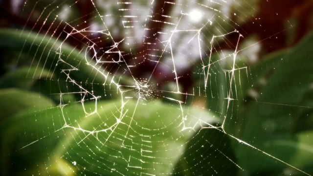 Animación mosca Telecinco Eurocopa 2016