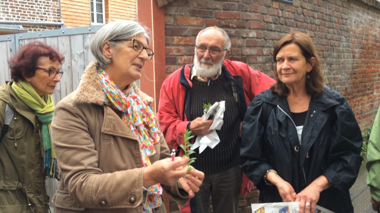 A la recherche des plantes urbaines