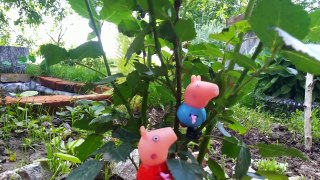 Peppa Pig with George in the garden - Peppa Pig with George. свинка Пеппа