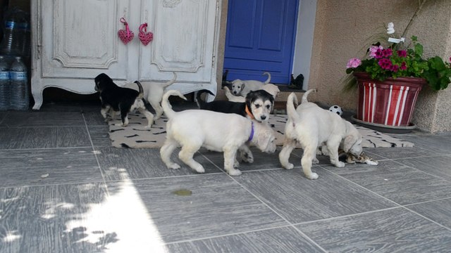 babies freddy lisa 1 months (2/4)