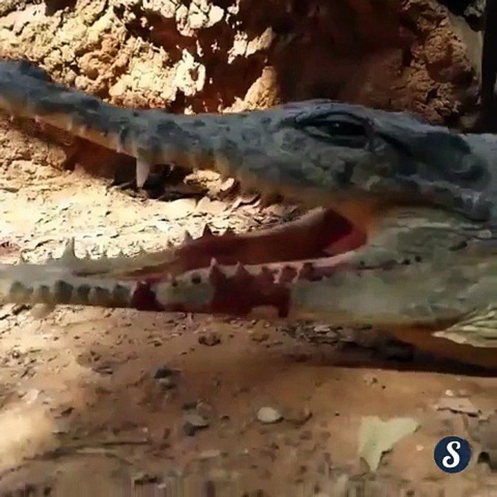 Un oiseau curieux met sa tête au mauvais endroit