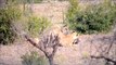 Two Lions Catch and Eat Warthog in South Africa