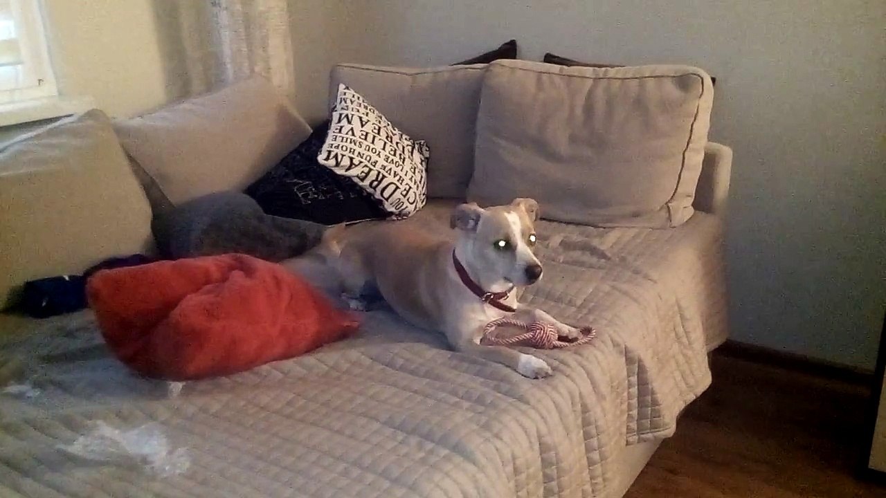 Gadający pies śmieszne psy