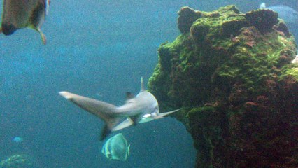 Aquarium du Lagon Noumea