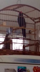 Bico de pimenta canto top