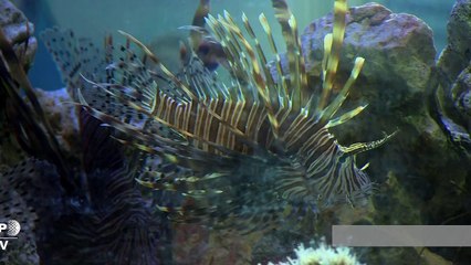 To fight lionfish invasion, Cuba learns to cook them