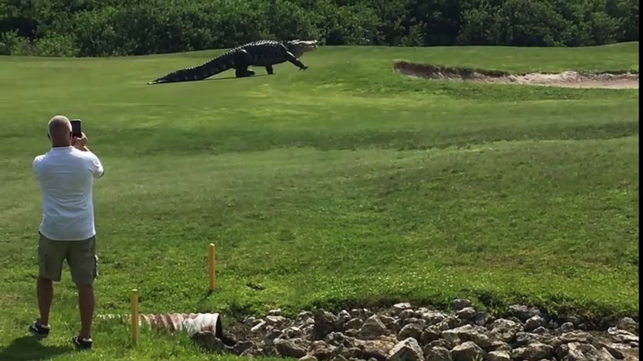 Giant Gator Walks Across Florida Golf Course