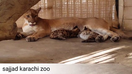 Sajjad karachi zoo